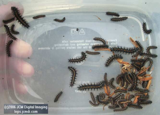 Chalcedon Checkerspot (Euphydryas chalcedona) tray of collected larvae